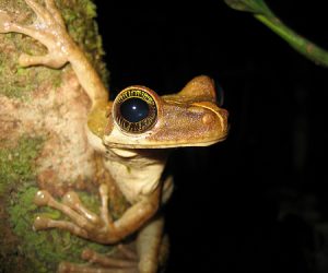 Rana del Amazonas