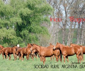 curso caballo
