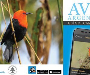 App para identificar aves de la Argentina desde el celular