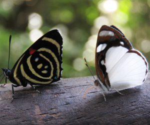 mariposas en cataratas de iguazú
