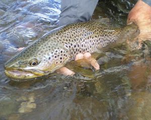 Pesca con mosca