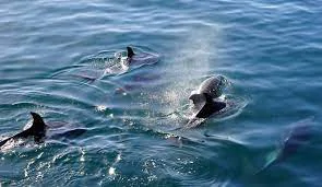ballenas y delfines en Lanzarote